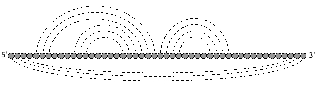 <strong>In the following representation of a single-stranded RNA molecule, the nucleotide residues are drawn as gray circles, while base-pairing interactions between them are indicated by dashed lines. The structure of this RNA molecule has... </strong> A) one hairpin loop and one pseudoknot. B) one pseudoknot only. C) three hairpin loops and a four-stem junction. D) two hairpin loops and a three-nucleotide bulge. E) three hairpin loops.