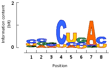 Your friend who is studying the sequence conservation around the branch-point site on a subset of pre-mRNAs in Macaca mulatto (rhesus macaque) has sent you the following sequence logo of the region of interest, but has forgotten to indicate the position of the branch-point nucleotide itself within this region. Where do you think it is? Write down the position number (1 to 8) as your answer.