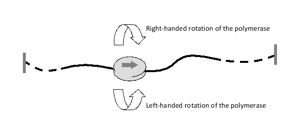 In the following schematic drawing, a transcribing RNA polymerase is moving toward the right on the DNA template as indicated. If the polymerase is allowed to rotate freely while the DNA is kept from doing so, would the enzyme rotate in a right-handed (R) or left-handed (L) fashion around the template? Write down R or L as your answer.