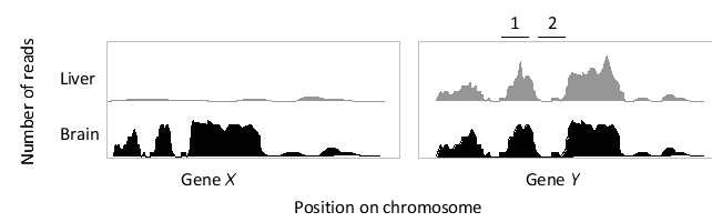 <strong>In the following schematic graph of a hypothetical set of RNA-seq data, the number of reads is plotted for a region of chromosome containing two genes, from samples obtained from two different tissues. Which gene (X or Y) do you think is more likely a housekeeping gene? Which region (1 or 2) within gene Y most likely corresponds to an exon? </strong> A) Gene X; region 1 B) Gene X; region 2 C) Both genes; region 1 D) Gene Y; region 1 E) Gene Y; region 2