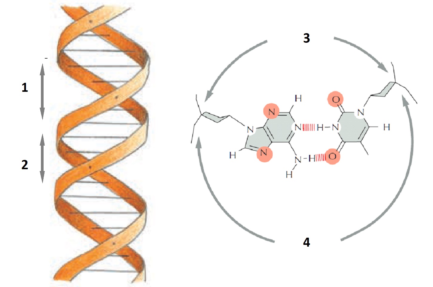 The majority of transcription regulators make sequence-specific contacts with DNA in the major groove. In the two diagrams below, where are the contact surfaces that are exposed in the major groove?