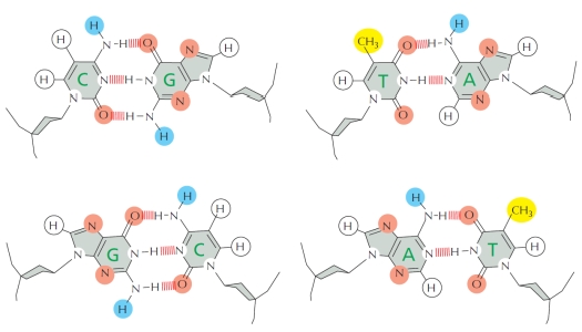 Considering the diagrams below that show hydrogen-bond donors and acceptors as well as hydrophobic groups in four DNA base pairs, which of the following do you think is the most difficult to accomplish by DNA-binding proteins?