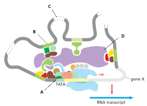 The following schematic drawing represents the activation of transcription for a eukaryotic gene (gene X). Indicate what component (A to D) in the drawing corresponds to each of the following. Your answer would be a four-letter string composed of letters A to D only, e.g. ADBC. ( ) Mediator ( ) cis-Regulatory sequence ( ) A general transcription factor ( ) Spacer DNA that may encode lncRNAs