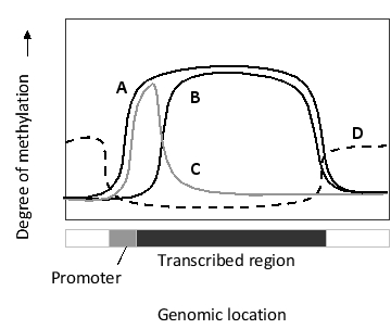 To prevent spurious transcription from a gene, acetylation of histones-which is carried out by histone acetyl transferases ahead of a moving RNA polymerase II-is quickly reversed by histone deacetylases and histone methyl transferases in the wake of the polymerase, leaving a trail of specific methylated histones. Which of the following curves do you think better represents the distribution of this specific histone methylation mark with respect to a gene?
