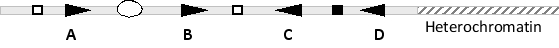 In the following schematic diagram of a region of a mammalian genome, genes A to D (triangles) are located in between a number of insulator elements (white squares) and barrier sequences (black squares). If the cis-regulatory sequence (oval) is bound by an abundant repressor protein, which gene would you expect to be expressed at a higher rate in this cell?