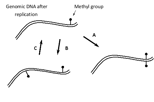Indicate which of the following enzymatic activities corresponds to A, B, or C in the following schematic drawing of DNA methylation events in the human genome. Your answer would be a three-letter string composed of letters A, B, and C only, e.g. CBA. ( ) DNA demethylating enzyme ( ) Maintenance methyl transferase enzyme ( ) De novo methyl transferase enzyme