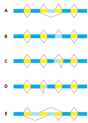 In the following schematic diagram of five pairs of alternative RNA splicing patterns, which pair depicts exon skipping only? In exon skipping, an exon is spliced out of the RNA transcript along with its flanking introns. In the diagram, exons are colored dark blue and introns are colored yellow. Light blue indicates possible exons.