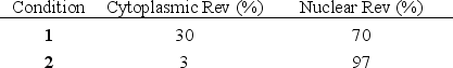 You have transfected HeLa cells with a gene encoding the human immunodeficiency virus (HIV) protein Rev and have induced the expression of the protein. You incubate the cell culture in the presence or absence of leptomycin B and later measure the localization of Rev inside the cells by immunofluorescence microscopy. Leptomycin B specifically inhibits the cellular Crm1 protein, a nuclear transport receptor that is essential for the normal function of Rev in the HIV life cycle. Your results are tabulated below. Which condition (1 or 2) do you think corresponds to the presence of leptomycin B?