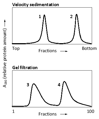 For the two following graphs, the same purified protein has been subjected to velocity sedimentation and gel filtration, as indicated. Two absorption peaks are visible in each graph, corresponding to the monomeric and dimeric forms of the protein. Which peaks correspond to the protein dimer?