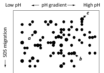 Three subunits of a protein complex have been resolved in a two-dimensional polyacrylamide gel, as shown in the schematic drawing below. Indicate whether each of the following better describes the a, b, or c subunit. Your answer would be a three-letter string composed of letters a, b, and c only, e.g. cca. ( ) It has the smallest apparent molecular weight. ( ) It has the highest negative charge. ( ) It has the lowest isoelectric point.