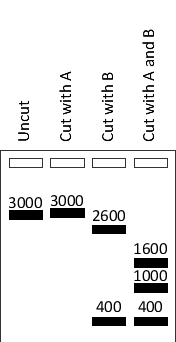 <strong>Your friend has cut a 3000-nucleotide-pair circular plasmid with either or both restriction enzymes A and B, and has separated the digestion products by electrophoresis. The results are shown in the schematic drawing below, with the approximate size of the fragments indicated above each band. Based on these results, what is the closest distance (in nucleotide pairs) between an A restriction site and a B restriction site on this plasmid? </strong> A) 400 B) 600 C) 1000 D) 1200 E) 1600