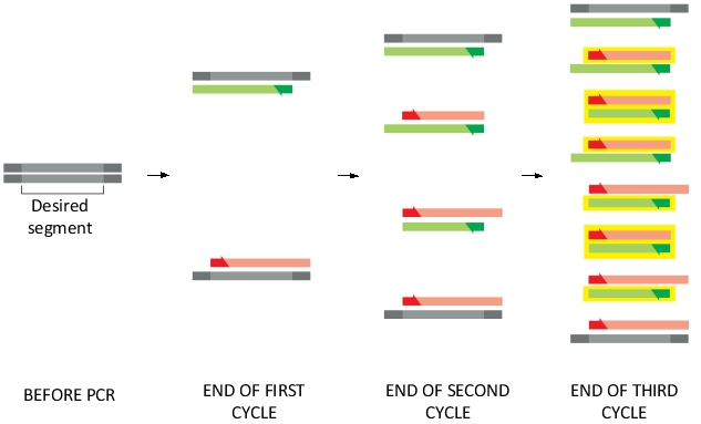 Each cycle of PCR doubles the amount of DNA synthesized in the previous cycle. A pair of primers is used to direct the specific synthesis of a desired DNA segment. The following diagram shows the products of PCR amplification after three cycles. The DNA strands of the desired segment are indicated in yellow boxes in the diagram. As shown, at the end of the third cycle, 8 out of 16 strands have the desired length and are boxed. After four more cycles (i.e. at the end of the seventh cycle), how many strands of DNA are expected to be synthesized? How many of them have the desired length? Write down the two numbers and separate them with a comma, e.g. 16,8.