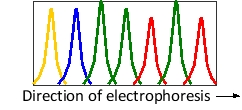 <strong>A piece of DNA has been sequenced by automated dideoxy sequencing, in which each dideoxyribonucleoside triphosphate was labeled with a fluorescent tag of a different color. The data corresponding to a small segment with the sequence 5′-TGCCACA-3′ is shown in the following diagram. Knowing that ddGTP has been labeled with green fluorescence, what color do you think was the fluorescent tag used to label ddTTP in the sequencing experiment? </strong> A) Blue B) Green C) Red D) Yellow