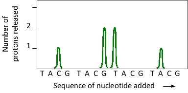 <strong>A piece of DNA has been sequenced by Ion Torrent™ sequencing. The result corresponding to a six-nucleotide segment of this DNA is presented in the graph below, in which pH change is recorded after the addition of each of the four nucleotide triphosphates in cycles. What is the sequence of this segment? All sequences are written from 5′ to 3′. </strong> A) TACGTA B) CGTACG C) CCGTAA D) CGGTTA E) ATTGGC