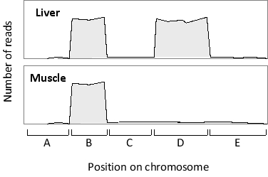 A portion of RNA-seq data obtained from two tissue samples is plotted in the following schematic diagram. Which region (A to E) corresponds to an alternative exon?