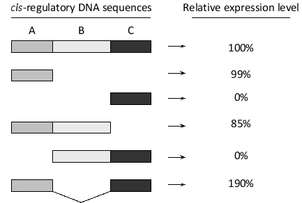 You have used a reporter gene system to investigate the contribution to gene expression of three cis-regulatory DNA sequences (A to C) from a key developmental gene. Reporter gene expression from constructs containing all three or only a subset of the regulatory sequences is summarized in the diagram below. According to these findings, indicate whether each of the following conclusions is (Y) or is not (N) acceptable. Your answer would be a four-letter string composed of letters Y and N only, e.g. NNNN. ( ) Region B is likely to normally bind an activator and turn the gene on. ( ) Region C is sufficient for activation of gene expression. ( ) Region A is necessary for activation of gene expression. ( ) Region C is necessary for activation of gene expression.