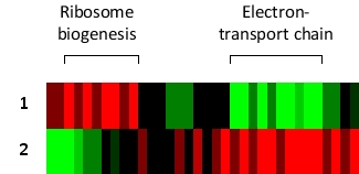 You have grown cultures of the yeast Saccharomyces cerevisiae in a complex medium alone or supplemented with either glucose or ethanol. In the presence of glucose, available energy is abundant and the cells can therefore grow by fermenting glucose. In the presence of ethanol, however, the cells switch to a mostly aerobic respiration to meet their energy demands. They also shut down many of their anabolic pathways and activate catabolic pathways to produce more energy to better survive under these conditions. After the growth phase, you extract total mRNA from the cells, convert them to cDNA, and label them with a fluorescent molecule. You then hybridize the cDNAs to a yeast DNA microarray. Part of the results obtained by cluster analysis after fluorescent measurements is summarized in the following simplified diagram. Here, red and green indicate increase and decrease, respectively, in expression of a gene compared to that in the nonsupplemented medium. Which row (1 or 2) do you think corresponds to the glucose-supplemented medium?