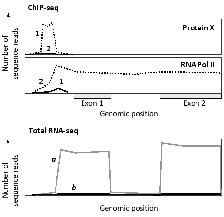 <strong>The results of two sets of chromatin immunoprecipitation experiments on two cell types (1 and 2) are shown in the following simplified graphs for the same genomic region containing the first two exons of a gene. Antibodies against a transcription regulatory protein (X) or against a subunit of RNA polymerase II were used in the ChIP-seq experiments, as indicated. Do you think the protein is a transcriptional activator or repressor? The results from a parallel RNA-seq experiment are provided in the third graph. Which profile (a or b) in the graph would you expect to correspond to cell type 1? </strong> A) Activator; profile a B) Repressor; profile a C) Activator; profile b D) Repressor; profile b