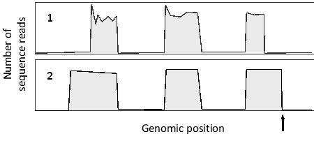 <strong>RNA-seq and ribosome profiling experiments have been carried out on the same cells. The following simplified graphs show the results for the same genomic region containing a gene with three exons. Which graph (1 or 2) do you think corresponds to the RNA-seq results? What feature is represented by the arrow? </strong> A) Graph 1; stop codon B) Graph 1; polyadenylation site C) Graph 2; stop codon D) Graph 2; polyadenylation site