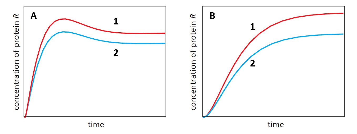 Consider a genetic network consisting of gene A whose product activates the transcription of gene R. Imagine that the concentration of protein A is suddenly changed by a significant amount. The following graphs show how the concentration of protein R would then change over time to reach steady state again. The two curves (1 and 2) in each graph correspond to systems that have different transcription rates for A. For one of the two graphs (A or B) a negative feedback loop is present, in which protein R represses the transcription of gene A. Which conclusion is correct according to these results?