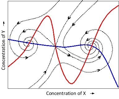 The schematic graph below represents the nullclines (solid curves) and a few selected trajectories (dotted curves) for a system composed of two proteins (X and Y) with a complex regulatory behavior. According to the graph, indicate whether each of the following statements is (Y) or is not (N) acceptable. Your answer would be a four-letter string composed of letters Y and N only, e.g. YYYY. ( ) The system is bistable. ( ) There are three steady states in the system. ( ) The system contains positive feedback. ( ) The system contains delayed negative feedback.