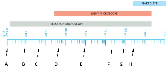 In the diagram below, a logarithmic scale of sizes is shown. Indicate which of the sizes indicated (A to H) better corresponds to the dimensions of each of the following. Your answer would be a three-letter string composed of letters A to H only, e.g. HCG. ( ) A bacterium ( ) An animal cell ( ) A globular protein