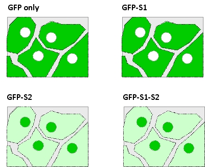 <strong>Two segments (S1 and S2) in a viral protein are suspected to be responsible for the nuclear localization of the protein in infected human cells. You have engineered a plasmid to encode the green fluorescent protein (GFP) fused to either or both of these peptide segments, and have introduced the plasmid into the cells. After the expression of the fusion protein is induced, you visualize the cells using a fluorescence microscope equipped with filters appropriate for detection of GFP. Your results are presented in the following schematic drawings in which the GFP signal is represented in green. Which of the following is more consistent with these observations? </strong> A) Both S1 and S2 are required for nuclear localization. B) S1 is required and sufficient for nuclear localization. C) S2 is required and sufficient for nuclear localization. D) S1 is required but not sufficient for nuclear localization. E) S2 is required but not sufficient for nuclear localization.