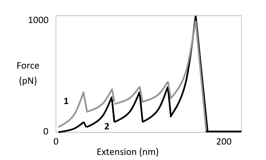 Atomic force microscopy (AFM) is used in an experiment to unfold a multidomain protein by applying mechanical force. The protein contains several copies of an immunoglobulin domain that are unfolded one by one as the two ends of the molecule (one attached to a cover slip, and the other to the AFM tip) are being pulled apart, resulting in the sawtooth force-extension curves shown below. The same experiment is done twice, once in the presence and once in the absence of a chaperone protein that stabilizes the immunoglobulin domains. Answer the following questions based on this graph. -According to the force-extension graph, which curve (1 or 2) would you expect to correspond to the reaction in the presence of the chaperone protein? Write down 1 or 2 as your answer.