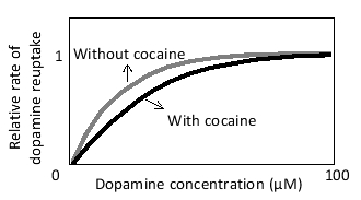 <strong>After release into the synaptic cleft, the neurotransmitter dopamine is actively taken up by the cells via specific dopamine transporters. The drug cocaine interferes with this process and is therefore called a reuptake inhibitor. The inhibition of the transporter at a certain cocaine concentration is qualitatively represented in the following graph. Based on this graph, which of the following describes the effect of cocaine on the kinetics of dopamine reuptake by the transporter? </strong> A) In the presence of cocaine, the maximal rate of transport (Vmₐₓ) is unaffected, but the apparent affinity of the transporter for dopamine is reduced. B) In the presence of cocaine, the maximal rate of transport (Vmₐₓ) is reduced, but the apparent affinity of the transporter for dopamine is unaffected. C) In the presence of cocaine, the maximal rate of transport (Vmₐₓ) is enhanced, but the apparent affinity of the transporter for dopamine is unaffected. D) In the presence of cocaine, both the maximal rate of transport (Vmₐₓ) and the apparent affinity of the transporter for dopamine are enhanced. E) In the presence of cocaine, both the maximal rate of transport (Vmₐₓ) and the apparent affinity of the transporter for dopamine are unaffected, but the transporter is nevertheless inhibited.