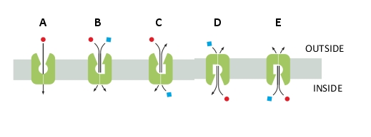 Which of the following transporters mediates primary active transport when transporting the solutes in the directions indicated? The concentration of both solutes (shown as small circles and squares) is higher outside of the cell.
