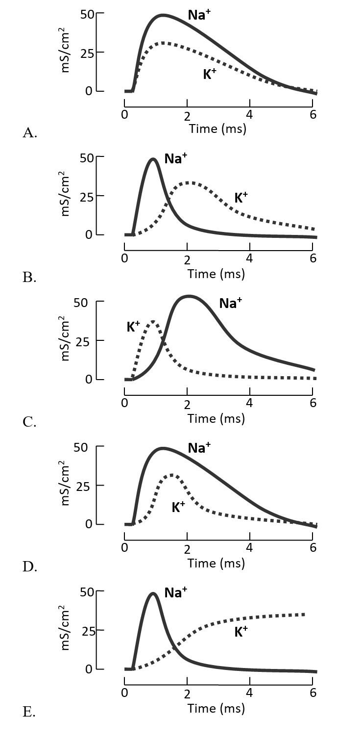 Which of the following graphs better represents the change in the relative conductance of Na⁺ and K⁺ channels during an action potential in a neuronal membrane?