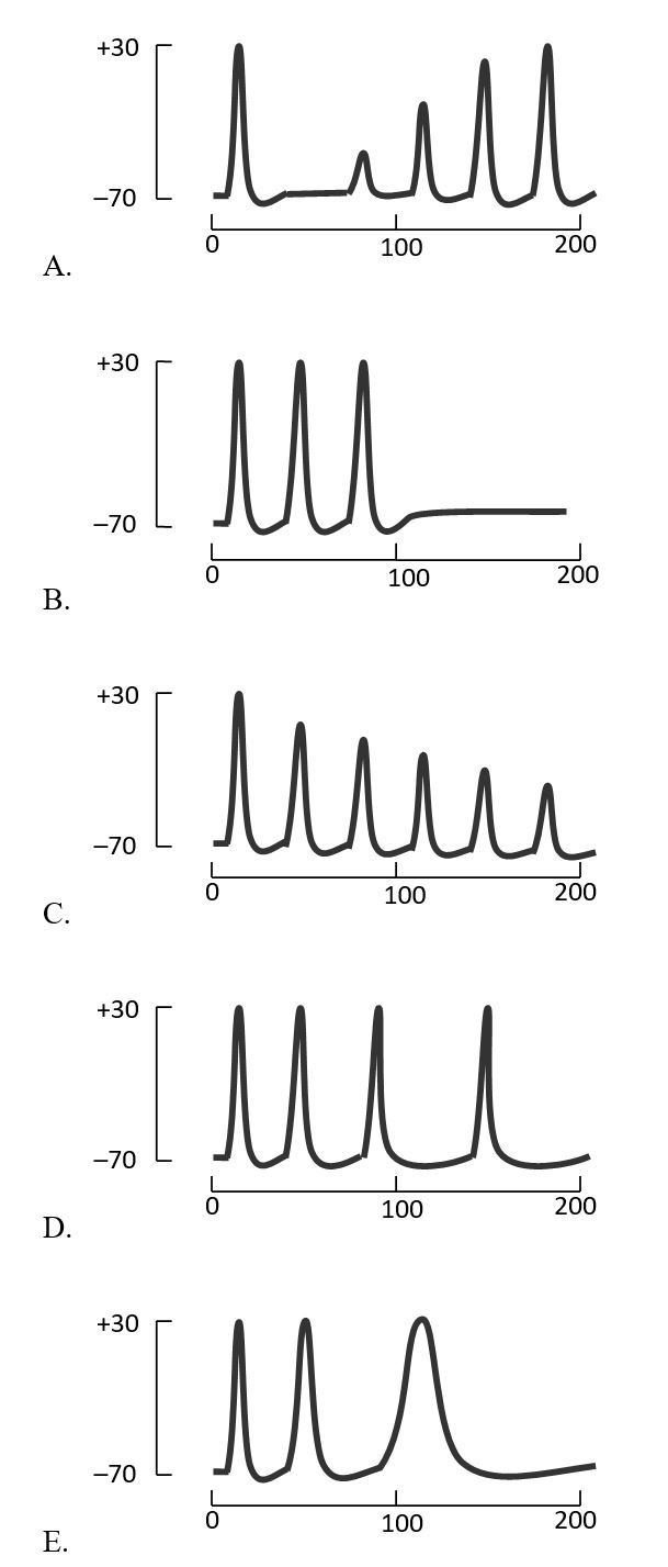 Which of the following better represents the process of adaptation mediated by the voltage-gated Ca²⁺ channels and Ca²⁺-activated K⁺ channels? The vertical axis in each graph is the membrane potential in the postsynaptic neuron (in millivolts), while the horizontal axis is the time of constant stimulation (in milliseconds).