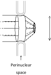 In the following schematic diagram of a nuclear pore complex, on which side is the cytosol located? What is the approximate diameter of the pore, as indicated by the vertical bar?  