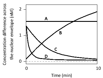 In the following graph, the magnitude of concentration difference across the nuclear pore complexes (NPCs) is plotted for four molecules (A to D) as a function of time, starting from an arbitrarily chosen initial concentration difference. Indicate which curve corresponds to each of the following molecules. Your answer would be a four-letter string composed of letters A to D only, e.g. ABCD. ( ) A large protein that is being actively transported across the NPC ( ) A small water-soluble molecule ( ) A small protein composed of a few dozen residues ( ) A large protein that is NOT actively transported into or out of the nucleus
