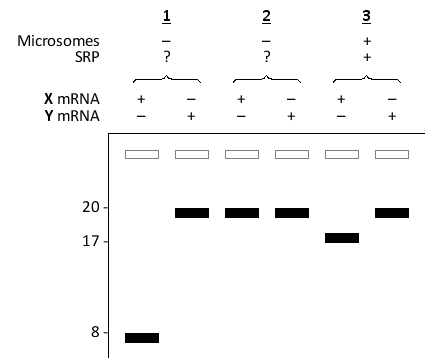 <strong>You set up an in vitro translation system containing the entire translation machinery but devoid of any component of the endoplasmic reticulum (ER) targeting machinery. To this system, you can add mRNA encoding either a 20 kD secretory protein or a 20 kD cytosolic protein. You perform in vitro translation in the presence of radioactively labeled methionine, with or without the addition of saturating amounts of SRP or microsomes, as indicated below. After separating the protein products by SDS-PAGE, and visualizing the radioactivity by autoradiography, you obtain the following results. The presence or absence of each component in the reaction is indicated at the top of the corresponding lane(s) by + and -, respectively. The numbers on the left indicate the apparent molecular mass (×1000) of spots on the gel. Which protein (X or Y) is the secretory protein? Which of the reactions (1 or 2) contained SRP? </strong> A) X; 1 B) X; 2 C) Y; 1 D) Y; 2