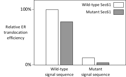 The signal-recognition particle is not the only factor that evaluates the authenticity of endoplasmic reticulum (ER) signal sequences in proteins. The Sec61 complex is also able to recognize the signal sequences and opens after binding to them. Even single point mutations within the signal sequence of a protein can render the protein unable to enter the ER efficiently, as the Sec61 complex does not readily open in response to the mutant sequence. However, suppressor mutations in genes encoding components of the translocation pathway, including the Sec61 subunits, can partially restore the wild-type localization of proteins with mutant signal sequences. Many such suppressor mutations (also called prl mutations) map to or near the plug domain in the Sec61 translocon. These mutations, including the deletion of the entire plug, generally result in destabilization of the closed conformation of the translocon and favor its open conformation. Your friend has mutated a certain residue in the plug domain of the yeast Sec61. She has just finished measuring the translocation efficiency of an ER protein with either a wild-type or a mutant (defective) signal sequence, either in wild-type or in her Sec61-mutant cells, and has obtained the following results. Based on these early results, does her Sec61 mutation show a prl phenotype? Write down Yes or No as your answer.