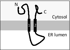 <strong>Consider a transmembrane protein with the following topology that has an internal signal sequence (helix 1). If you fuse a canonical ER signal sequence at the N-terminus of this protein, how would you expect the topology to change? The ER lumen is at the bottom in all drawings. For simplicity, assume that the effect of charged residues flanking the transmembrane helices is negligible in this case. </strong> A) B) C) D) E)
