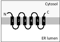 <strong>The following diagram depicts the topology of a multipass transmembrane protein in the endoplasmic reticulum (ER) membrane. Which set of helices act as stop-transfer signals in this protein? </strong> A) 1, 2, 3 B) 4, 5, 6 C) 1, 3, 5 D) 2, 4, 6 E) 1, 6