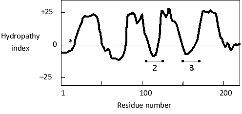 Considering the following hydropathy plot for a multipass transmembrane protein in the plasma membrane, are the protein termini expected to be located inside (I) or outside (O) of the cell? Which of the regions indicated as 2 and 3 in the plot is expected to have more positively charged residues? The position of positively charged residues near the first transmembrane helix is indicated by an asterisk on the plot.  