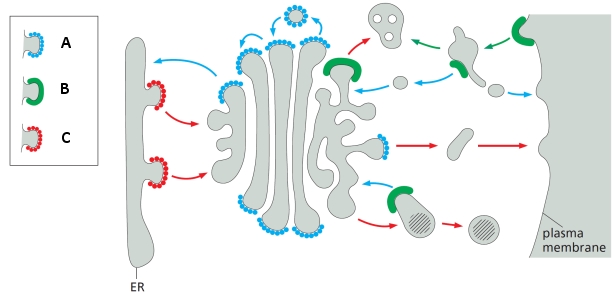 Indicate which one of the indicated types of coat proteins (A, B, and C) in the schematic diagram below corresponds to COPI, COPII, and clathrin, respectively. Your answer would be a three-letter string composed of letters A to C only, e.g. CBA.