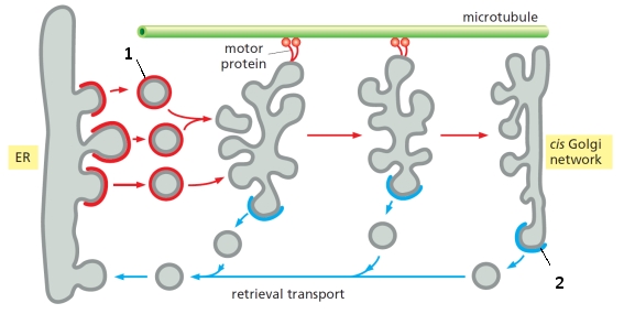 <strong>In the following schematic diagram depicting the formation of vesicular tubular clusters between the ER and the CGN, what major coat proteins are indicated by 1 and 2, respectively? </strong> A) COPI; COPII B) COPI; clathrin C) COPII; COPI D) COPII; clathrin E) Clathrin; COPII