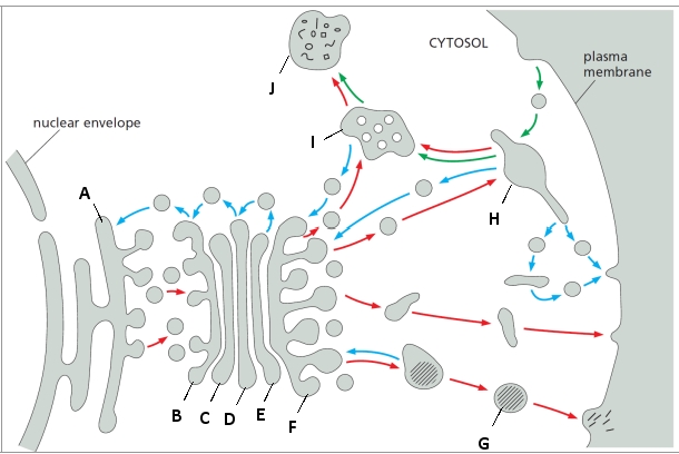 A schematic drawing of the secretory and endocytic pathways is presented below. Indicate which component in the drawing (A to J) corresponds to each of the following. Your answer would be a 10-letter string composed of letters A to J only, e.g. HICDJABFGE. ( ) Early endosome ( ) Late endosome ( ) ER ( ) Lysosome ( ) cis Golgi cisterna ( ) medial Golgi cisterna ( ) trans Golgi cisterna ( ) cis Golgi network (CGN) ( ) trans Golgi network (TGN) ( ) Secretory vesicle