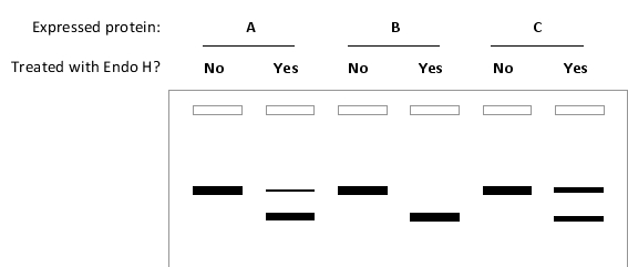 You know that a particular sequence at the C-terminus of the lectin ERGIC53 enhances its exit from the endoplasmic reticulum (ER). You create two mutant versions of the protein, one without the suspected sequence (1) and one in which the sequence is replaced with an ER retention signal (2). You transfect a fibroblast cell line with a plasmid that encodes either wild-type ERGIC53 (0) or one of the engineered versions of it (1 or 2). After inducing the expression of the proteins, you lyse the cells and either treat the lysate with endoglycosidase H (Endo H) or leave the lysate untreated, as indicated below. You then separate the proteins by SDS-PAGE and perform a Western blot to detect the bands corresponding to ERGIC53. Your results are represented in the following drawing. Which lanes (A to C) do you expect to correspond to each of the proteins 0, 1, and 2, respectively? Your answer would be a three-letter string composed of letters A to C only, e.g. CAB.