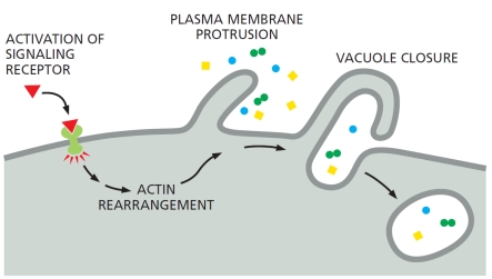 <strong>Which endocytic process is best depicted in the following schematic diagram? </strong> A) Receptor-mediated endocytosis B) Pinocytosis C) Macropinocytosis D) Phagocytosis E) Entosis