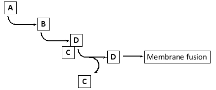 In the simplified diagram below depicting exocytosis of synaptic vesicles, which components (A to D) correspond to each of the following? Your answer would be a four-letter string composed of letters A to D only, e.g. DBCA. ( ) Ca<sup>2+</sup> ( ) Complexin ( ) Synaptotagmin ( ) SNARE complex