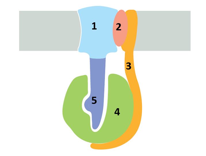 Consider the remarkable structure of the F1Fo ATP synthase shown in the following schematic drawing. Answer the following question(s) based on the structure. -As seen from the F? head in the matrix, the rotation of the c ring is counterclockwise in the ATP-synthesis mode of the motor and clockwise in the ATP-hydrolysis mode of the motor. As shown in the above drawing, the a subunit (labeled 2) is part of the stator embedded in the membrane, and it forms the entry and exit sites for the protons that are bound by the rotating c ring. How do you think the two half-channels of the a subunit are arranged as seen from the c ring? Write down A or B from the following schematic diagram as your answer.