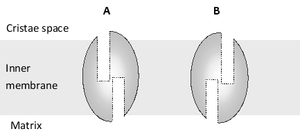 Consider the remarkable structure of the F1Fo ATP synthase shown in the following schematic drawing. Answer the following question(s) based on the structure. -As seen from the F? head in the matrix, the rotation of the c ring is counterclockwise in the ATP-synthesis mode of the motor and clockwise in the ATP-hydrolysis mode of the motor. As shown in the above drawing, the a subunit (labeled 2) is part of the stator embedded in the membrane, and it forms the entry and exit sites for the protons that are bound by the rotating c ring. How do you think the two half-channels of the a subunit are arranged as seen from the c ring? Write down A or B from the following schematic diagram as your answer.