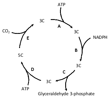 In the following simplified diagram of the Calvin cycle, which step (A to E) is catalyzed by the abundant enzyme Rubisco?
