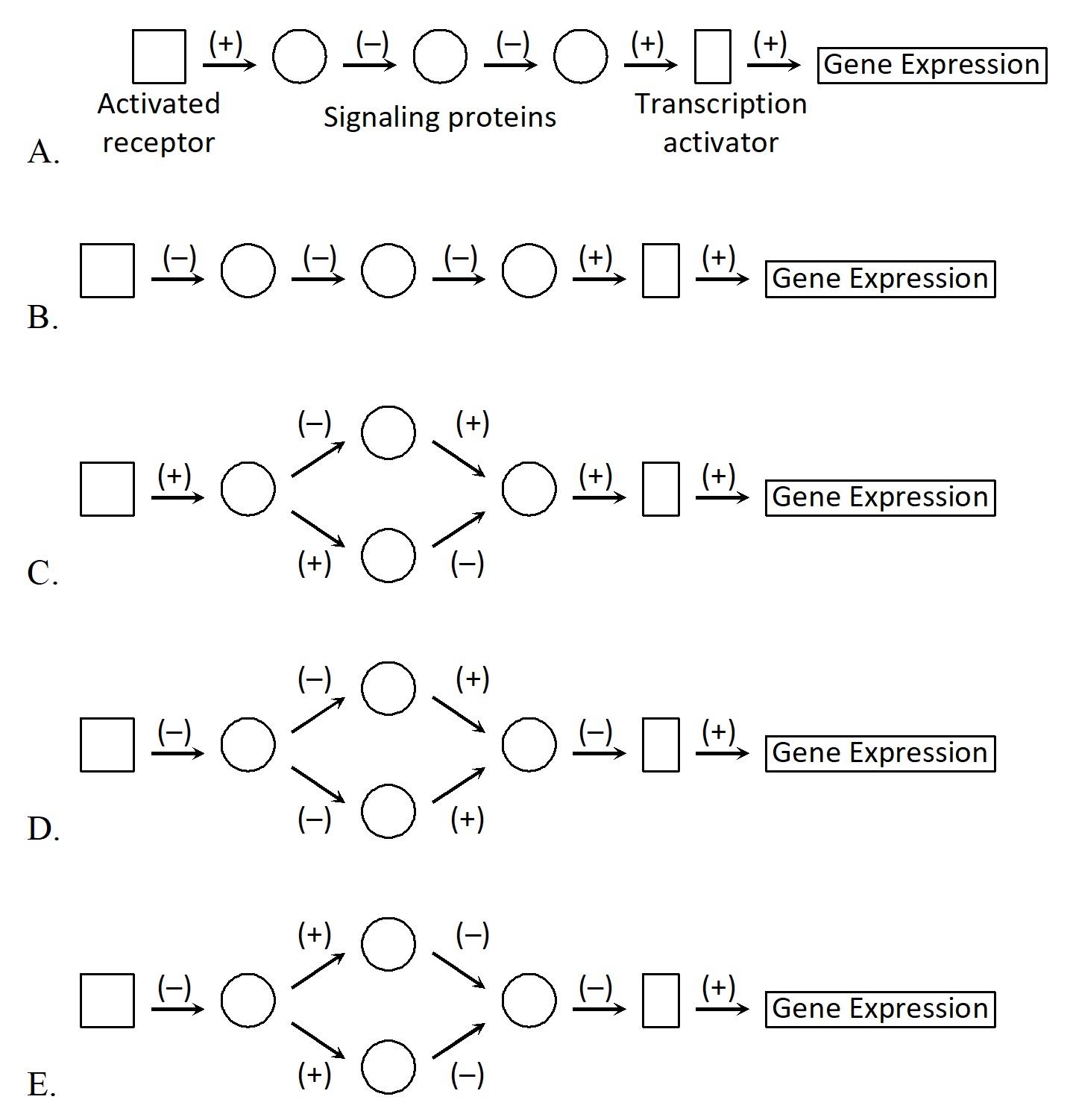 In which of the following schematic drawings of signaling pathways does the activation of the receptor lead to gene expression? Activating and inhibitory steps are indicated with (+) and (-), respectively.