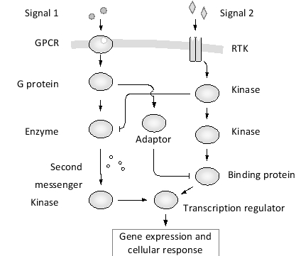 Consider the signaling pathway depicted below, which involves two different receptors. Assume that a protein is active only when it is activated but not inhibited by its upstream signaling molecules. Activation and inhibition are indicated by normal and blunt arrows, respectively. Under which of the following conditions is target-gene expression induced?
